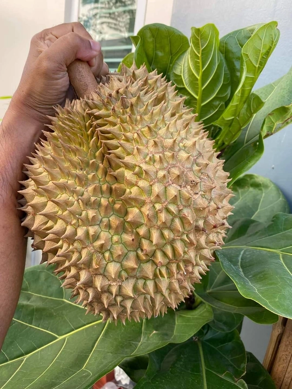 Durian