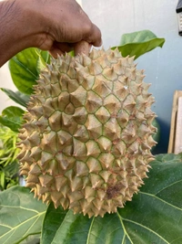 Durian