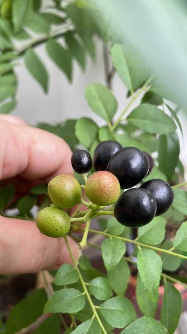 Curry leaf 