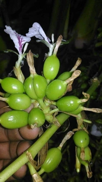 Elachi ( Cardamom) 