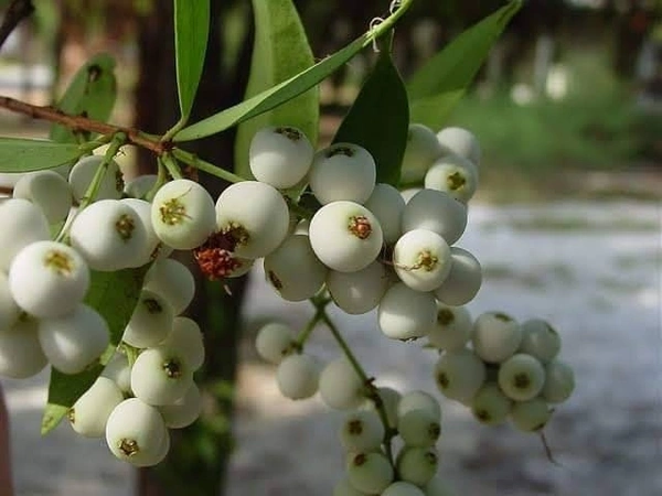 Cat's Eye Fruit 