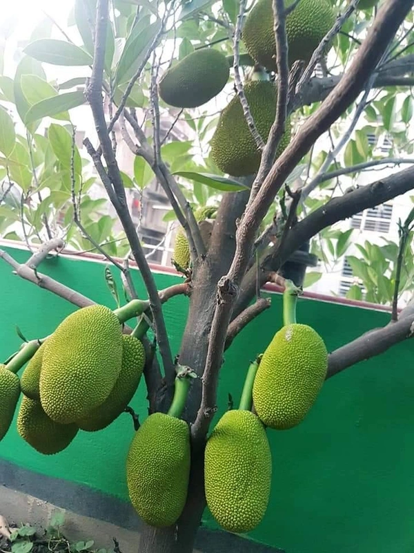 Vietnamese Early Jackfruit 
