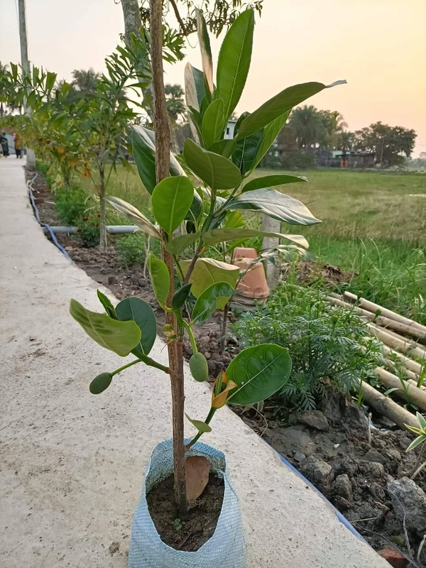 Vietnamese Early Jackfruit 