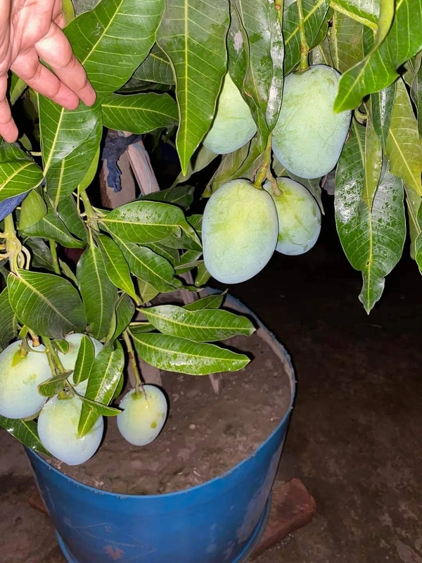 BARI-11 All Time Mango 
