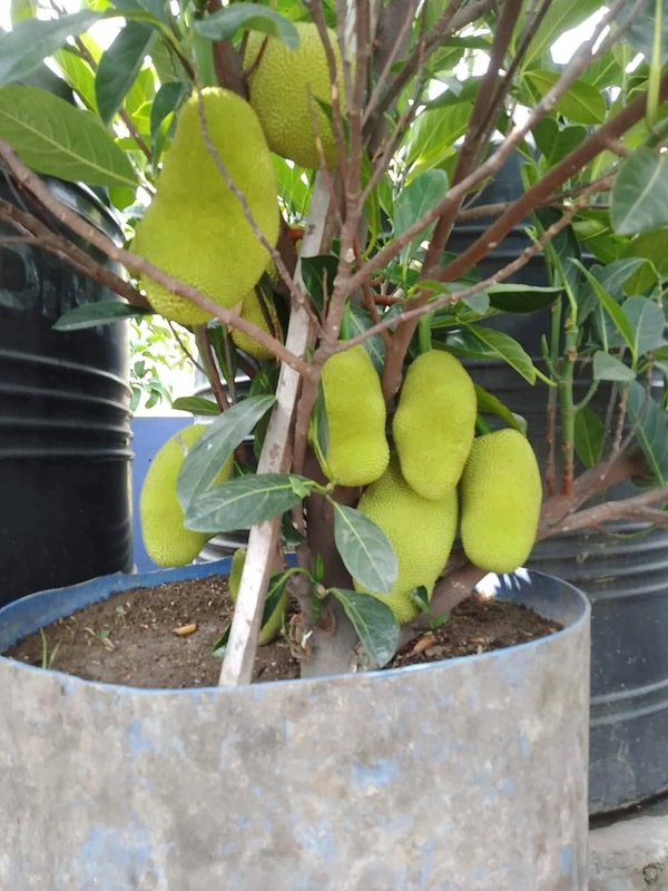 Jackfruit ( All Season)