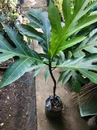Bread Fruit