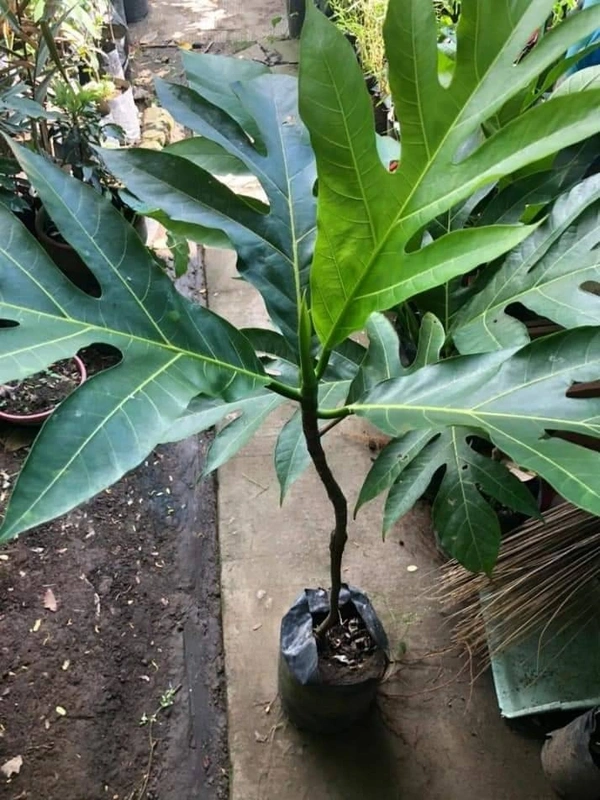 Bread Fruit