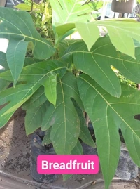 Bread Fruit