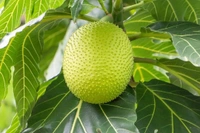 Bread Fruit