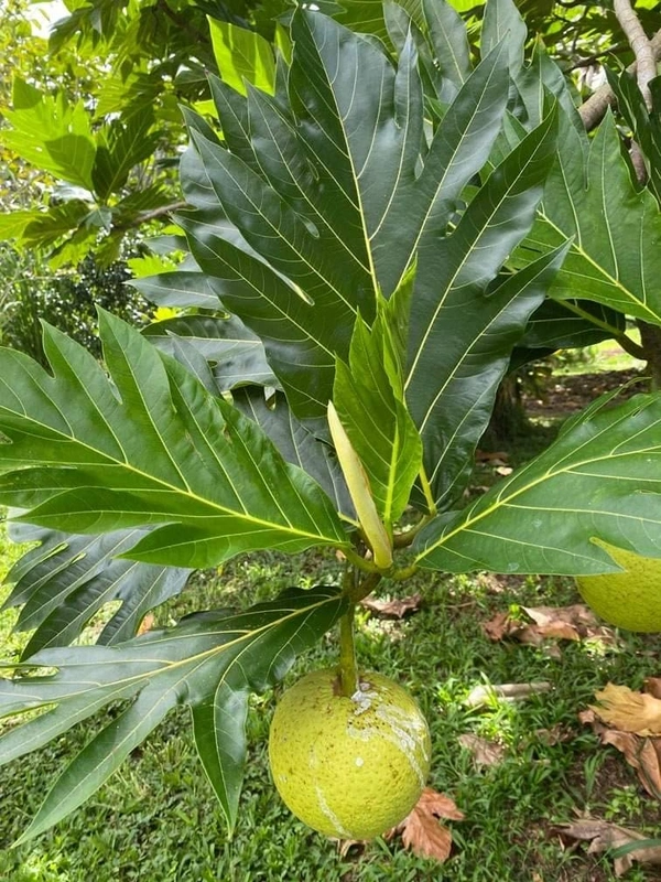 Bread Fruit