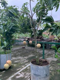 BARI-4  Mango