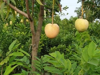 BARI-4  Mango