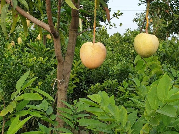 BARI-4  Mango