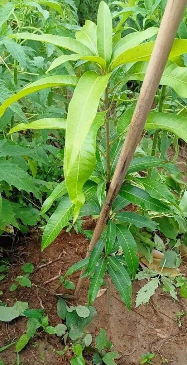 BARI-4  Mango