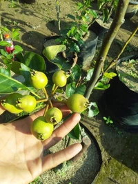 Pear ( Babugosha)