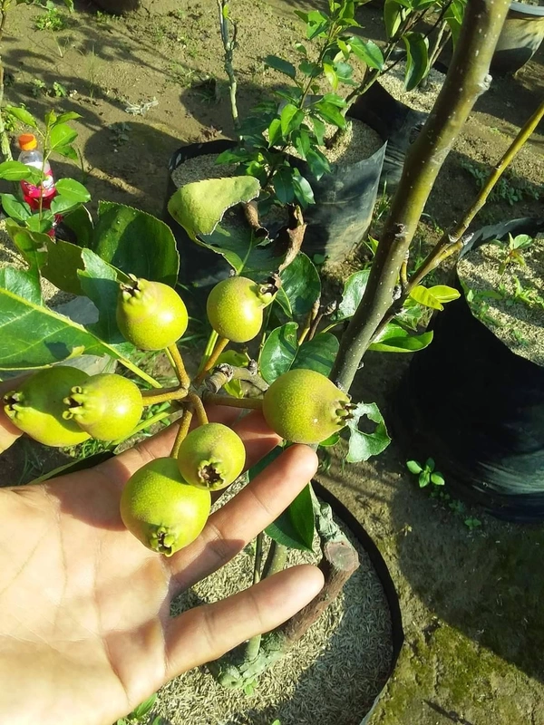 Pear ( Babugosha)