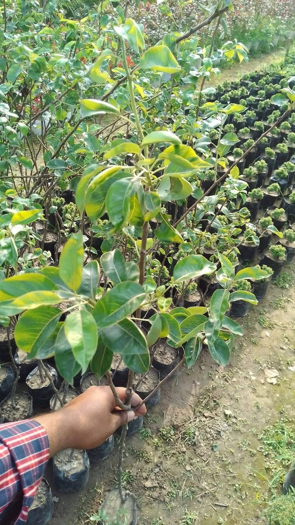 Pear ( Babugosha)