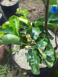 Pear ( Babugosha)