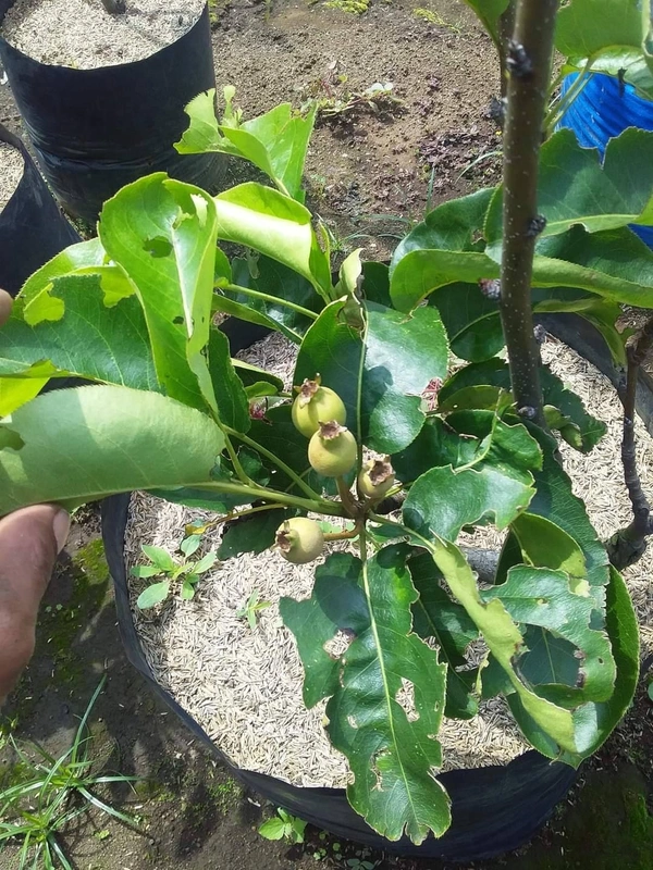 Pear ( Babugosha)