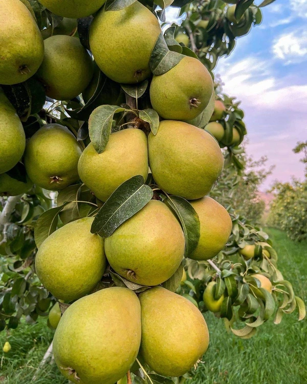 Pear ( Babugosha)