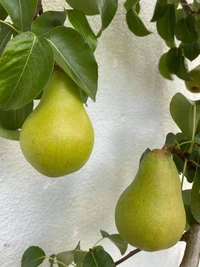 Pear ( Babugosha)