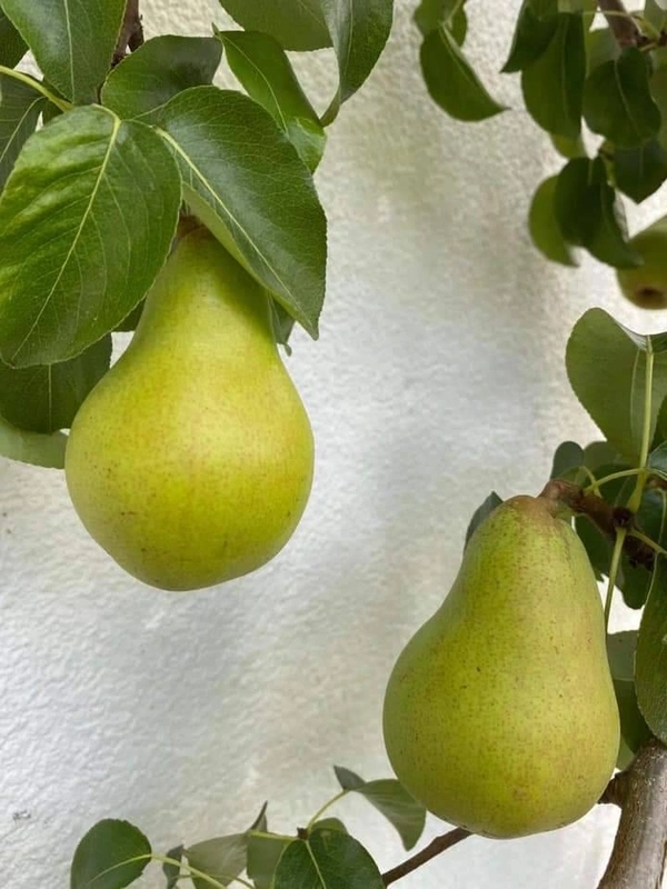 Pear ( Babugosha)