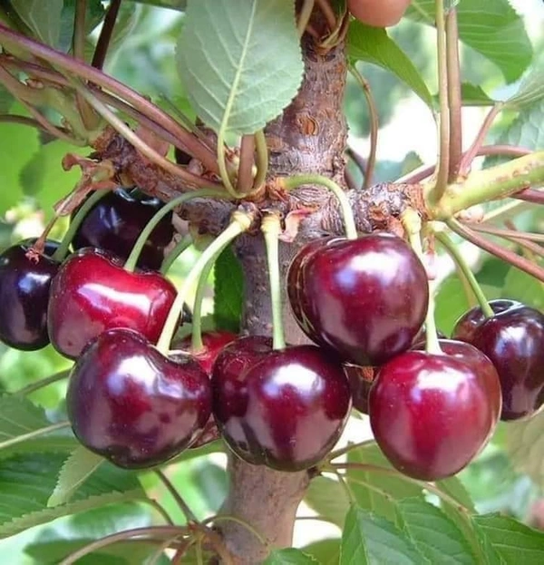 Californian Bing Cherry