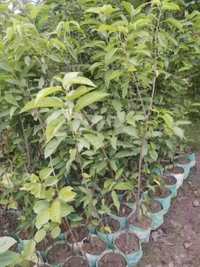 Californian Bing Cherry