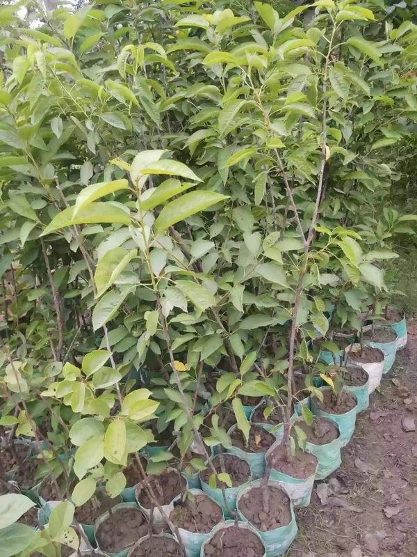 Californian Bing Cherry