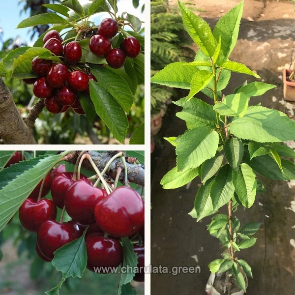 Californian Bing Cherry