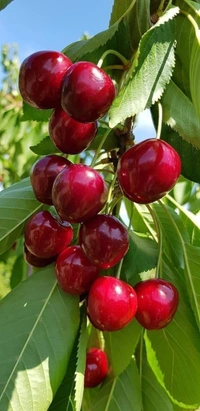 Californian Bing Cherry