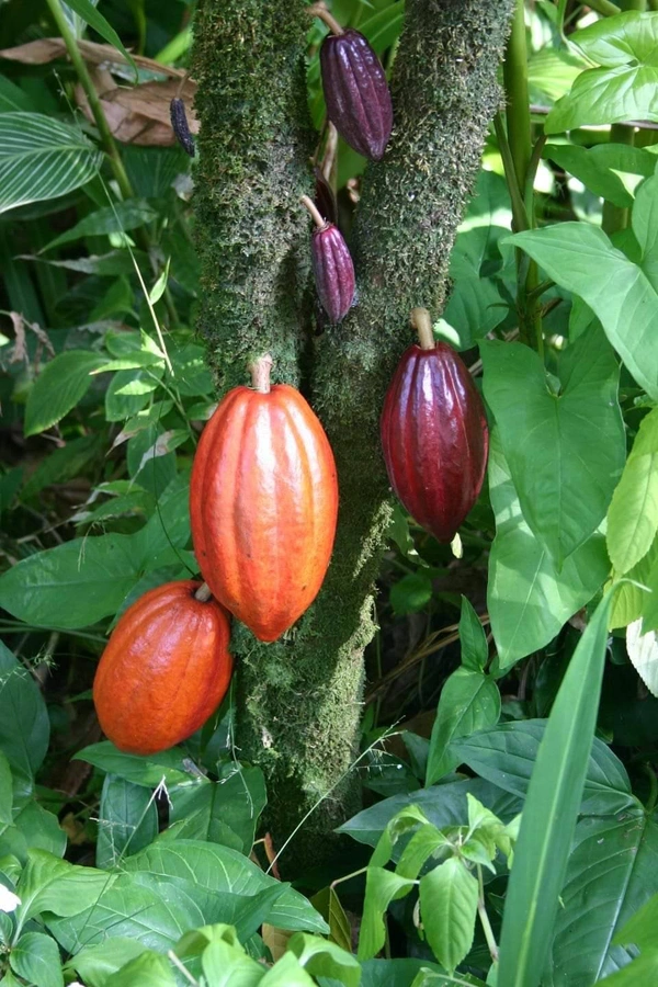 Cocoa 