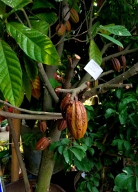 Cocoa 