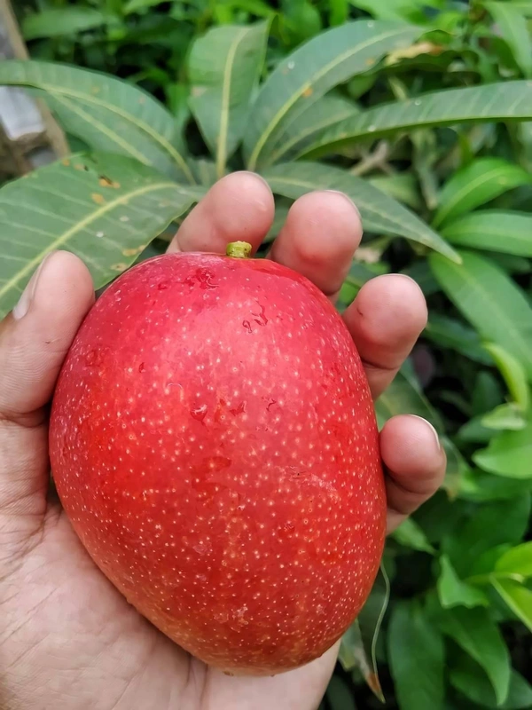 Miyazaki Mango  (Japan)