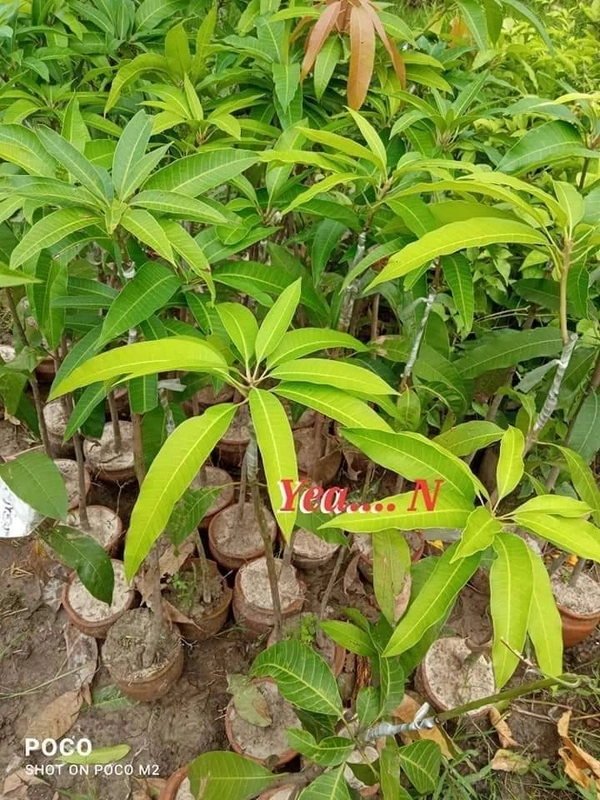 Miyazaki Mango  (Japan)