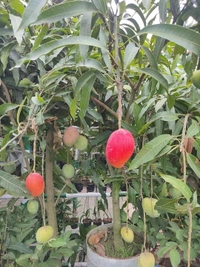 Miyazaki Mango  (Japan)