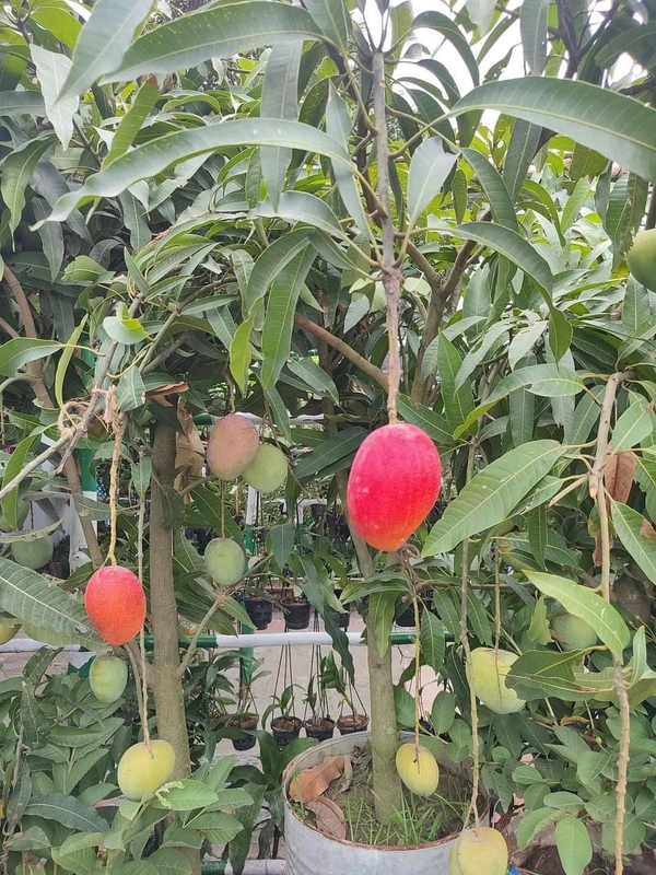 Miyazaki Mango  (Japan)