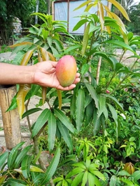 Miyazaki Mango  (Japan)