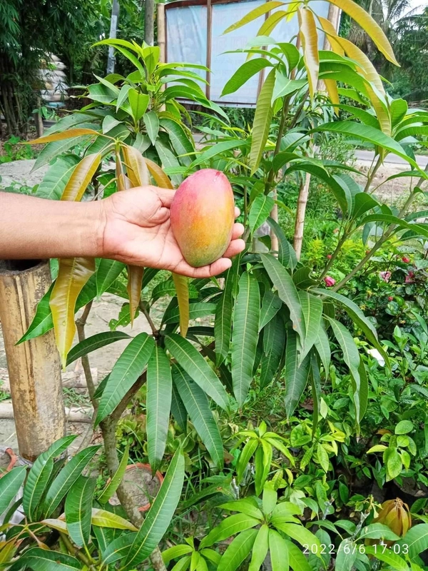 Miyazaki Mango  (Japan)