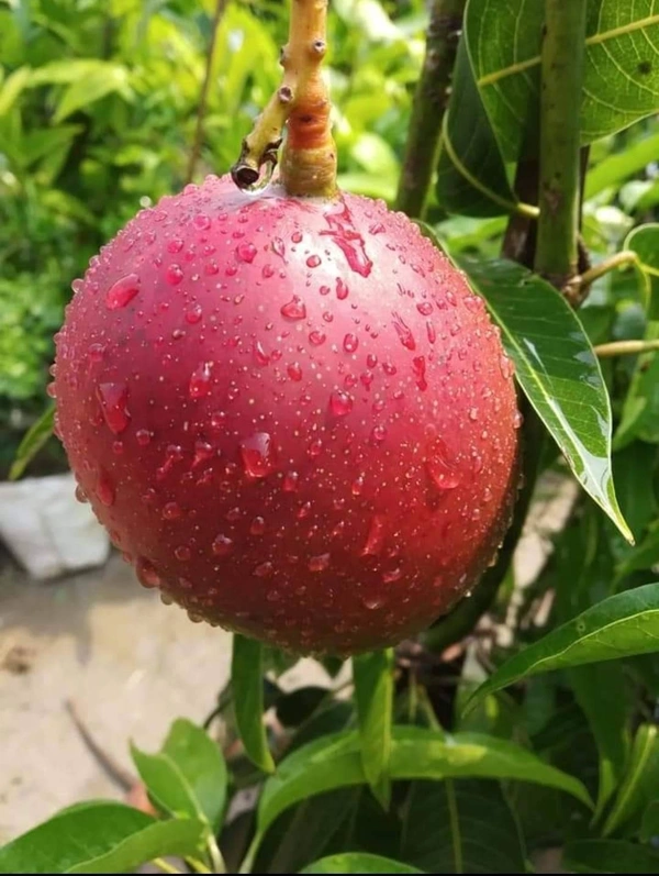 Miyazaki Mango  (Japan)