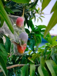Miyazaki Mango  (Japan)