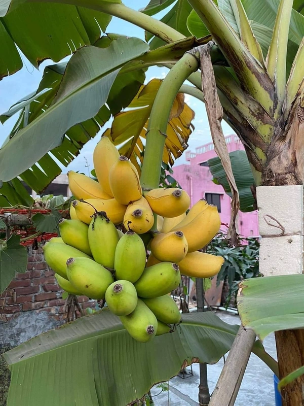 G9 Banana - Tissue Culture 