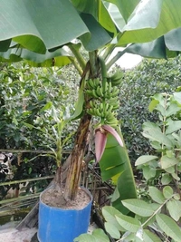 G9 Banana - Tissue Culture 