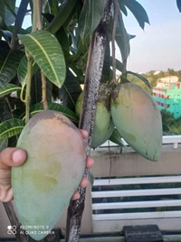 Quzai Mango 