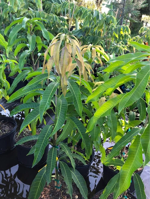 Quzai Mango 