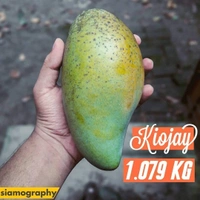 Quzai Mango 