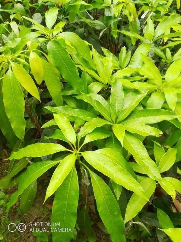 Quzai Mango 