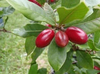 Miracle Berry