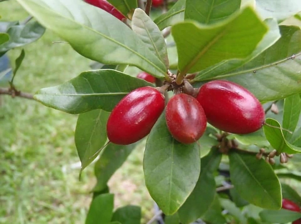 Miracle Berry