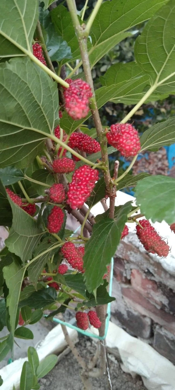 Mulberry 